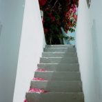  Petals on Stairs, Santorini, Greece 2002